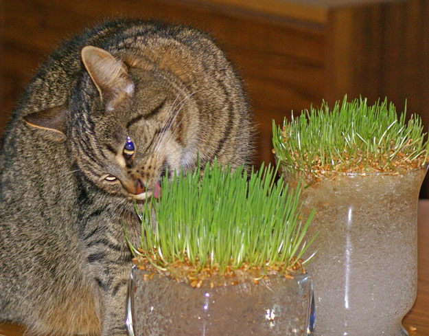 [Kitty-and-wheat-grass-2.jpg]
