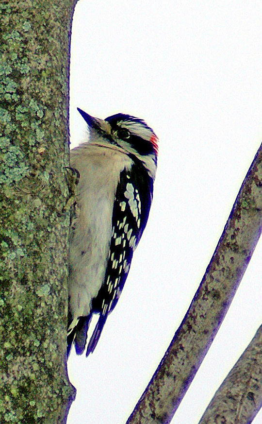 [2-22-08-woodpecker.jpg]