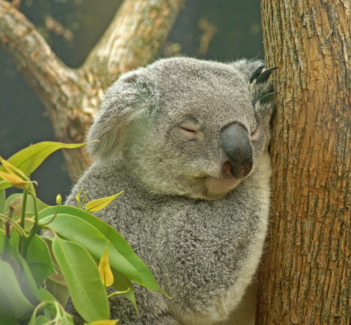 [5-30-08-koala.jpg]