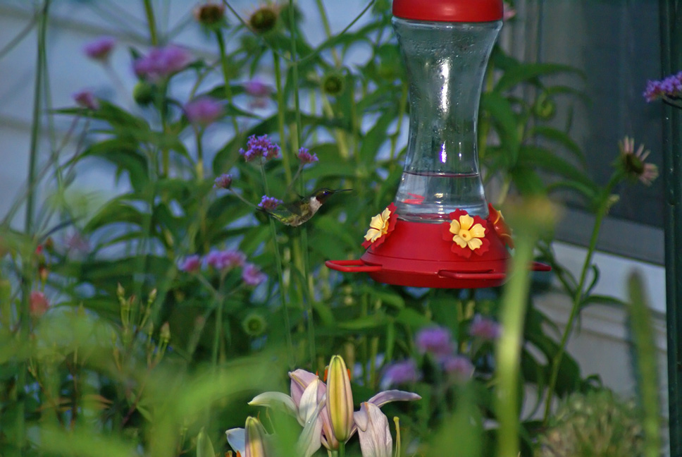 [6-20-08-hummingbird.jpg]