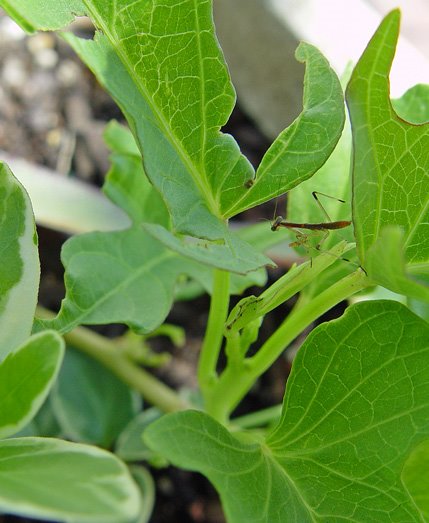 [6-20-08-baby-mantis.jpg]