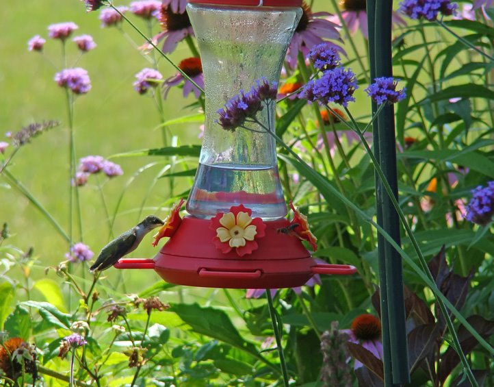 [7-16-08-hummingbird-2.jpg]