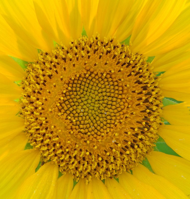 [7-5-08-Sunflower.jpg]