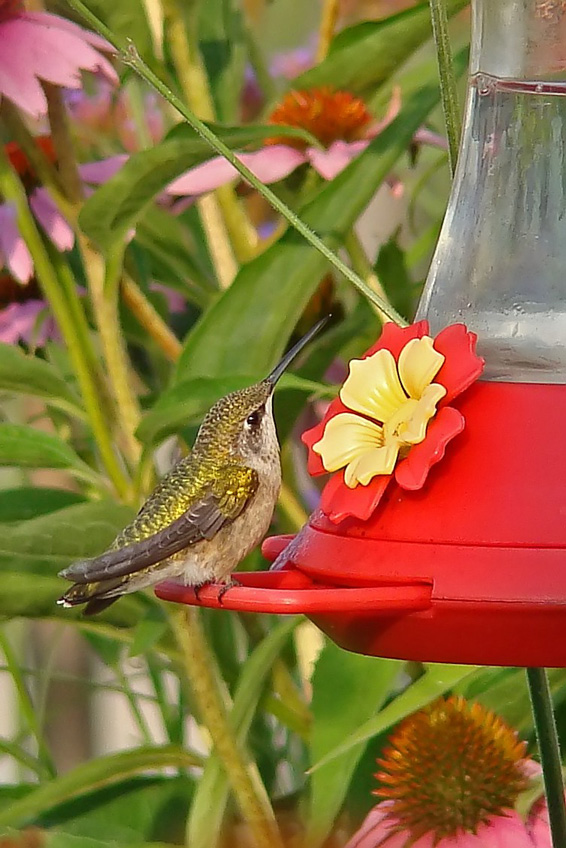 [7-21-08-Hummingbird-2.jpg]