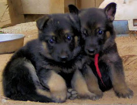 2 Cute German Shepherd Puppies