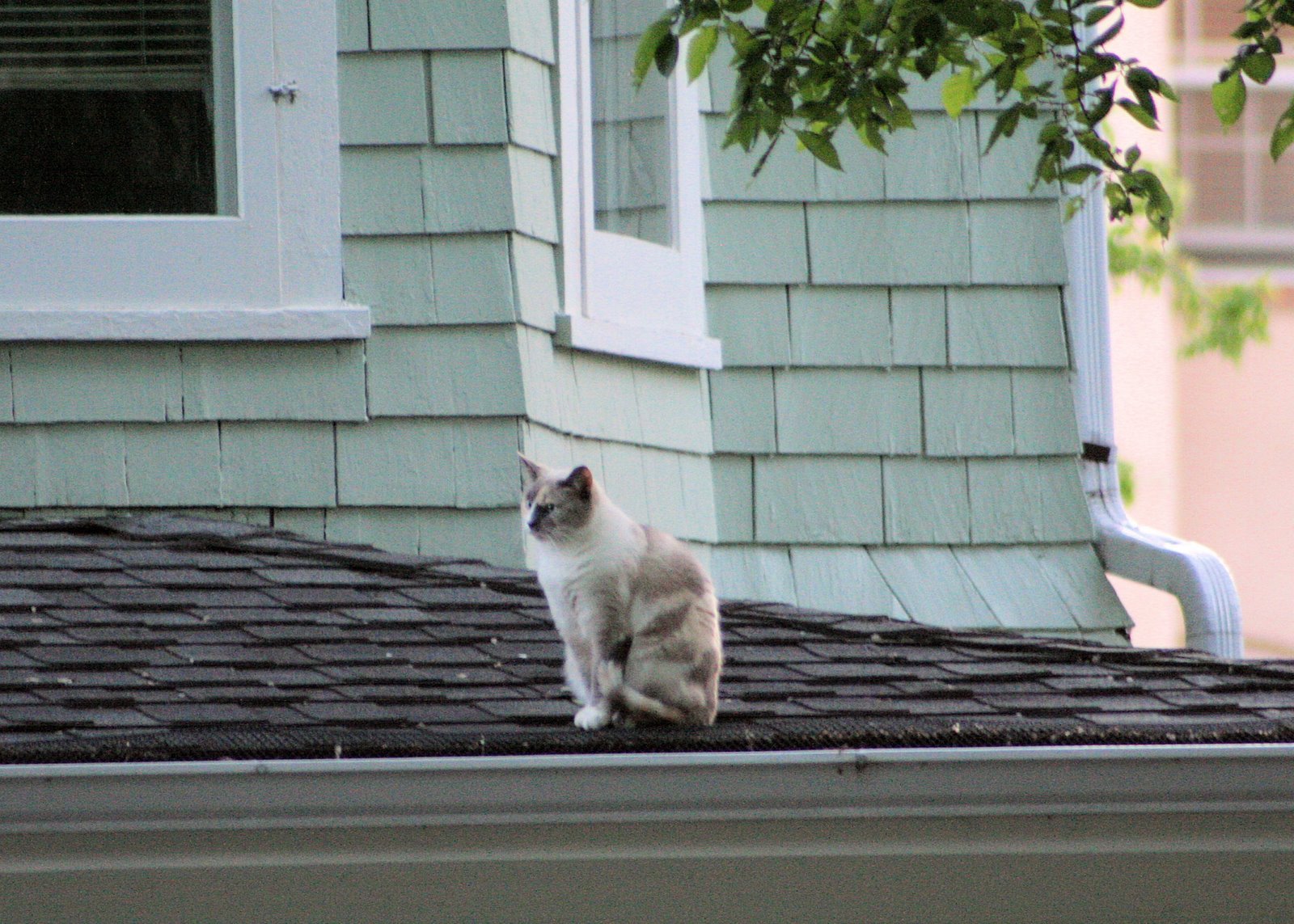 [Cat+on+a+Warm+Green+Roof.jpg]