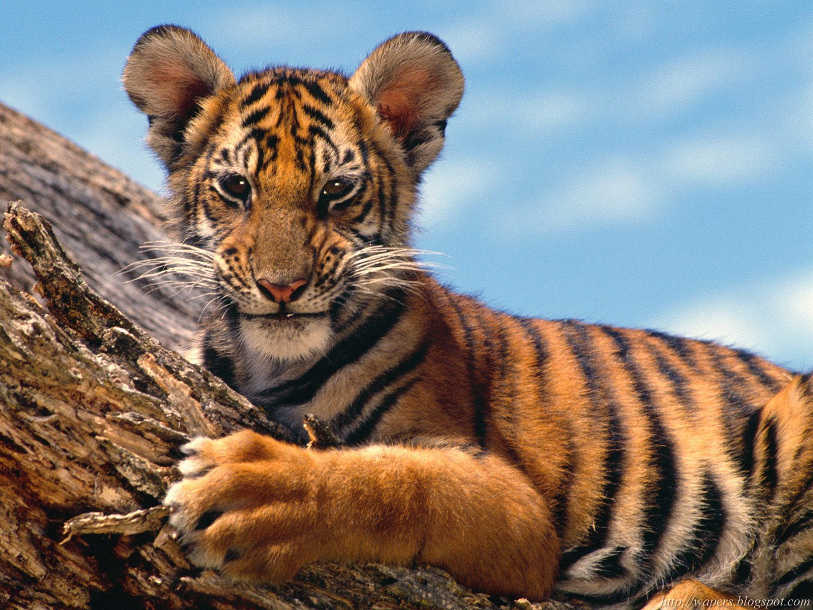 [Tiger+Cub.jpg]