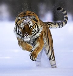 [Siberian+Tiger-072031+RAW.jpg]