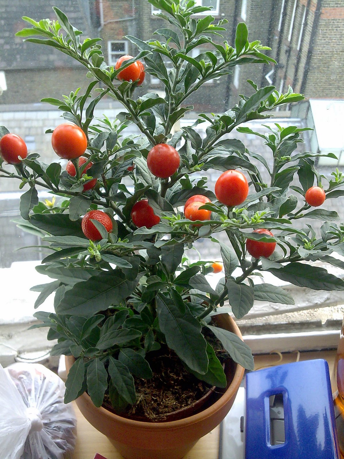 [Ornamental+tomato.jpg]