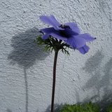 [blue+flower.jpg]
