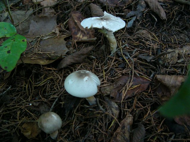 [more+mushrooms.JPG]