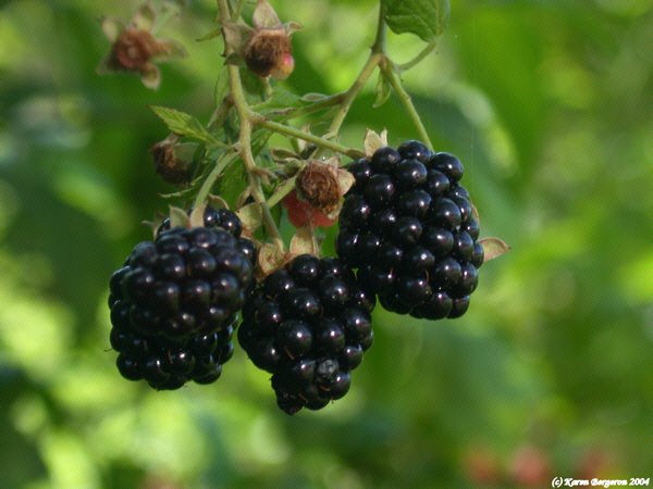 [blackberries3721L.jpg]
