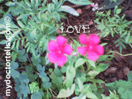 [love_flowers_mydoctortells.gif]