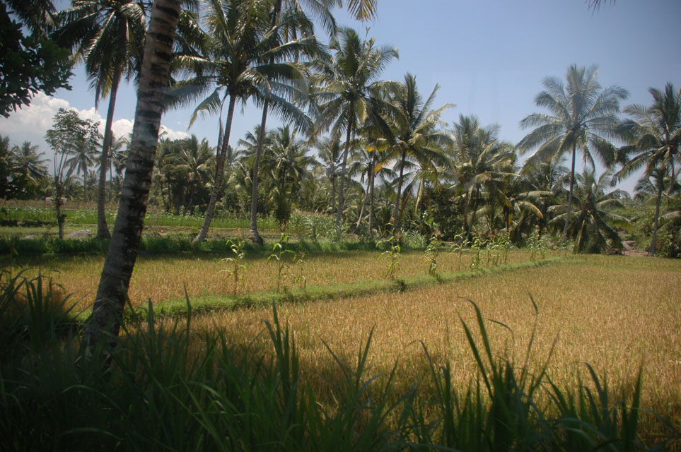[AMI+Lombok+rice+field+with+palm+trees+on+the+road+from+Pringgasela+traditional+weaving+village+to+Loang+Gali+village+3008x2000.jpg]