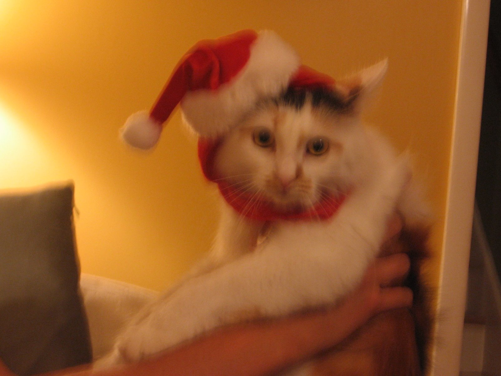 [Christmas+Cats+2006+011.jpg]