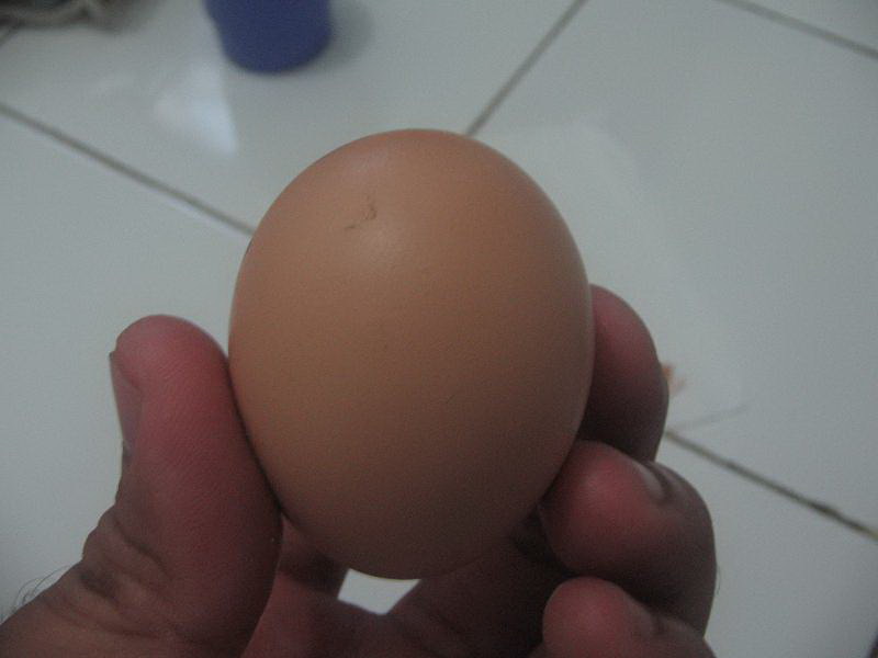 [telur+palsu12.bmp]
