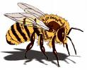 [honey+bee.jpg]