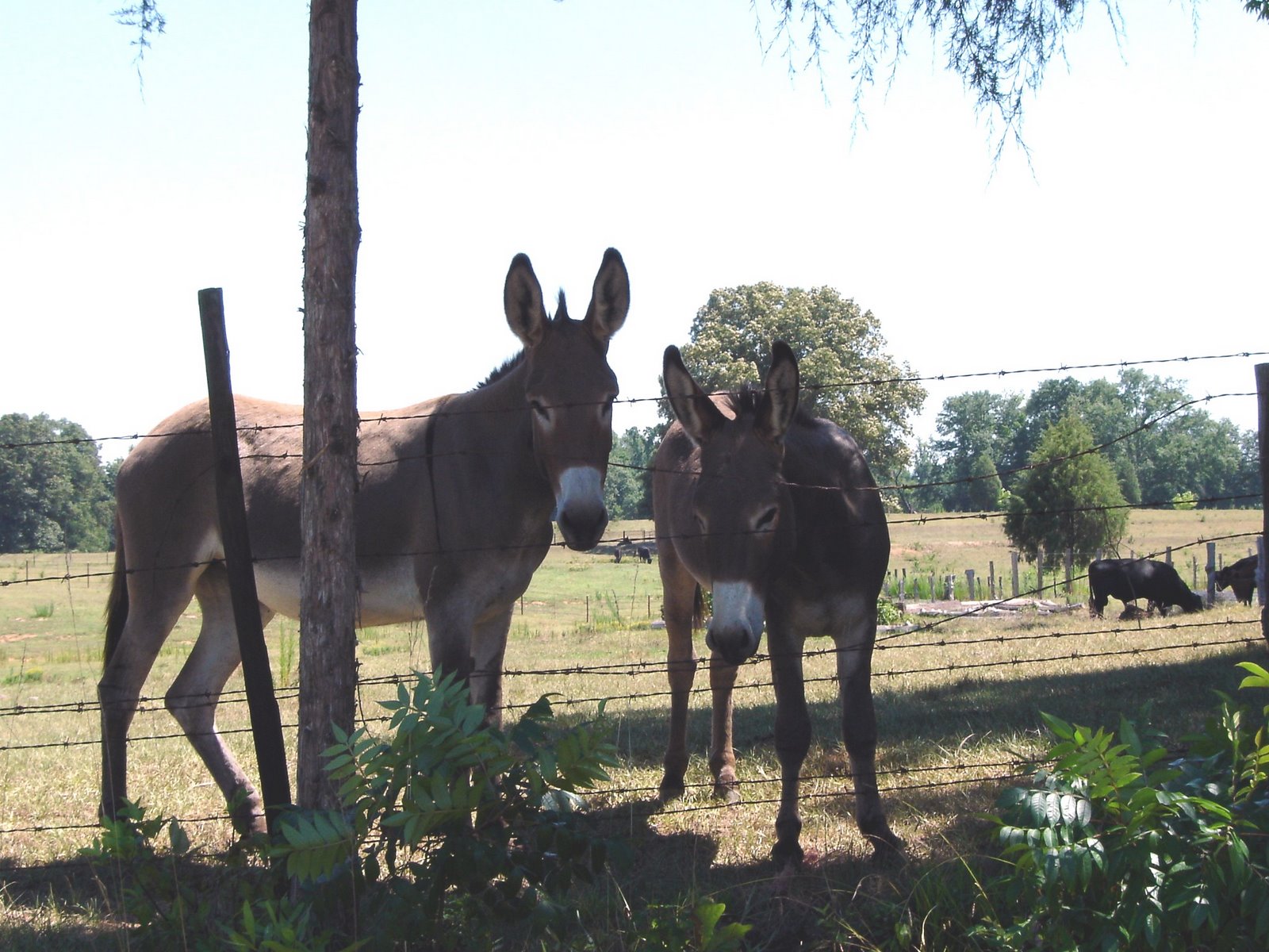 [donkeys.jpg]