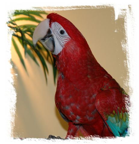 [bab-greenwing-macaw.jpg]