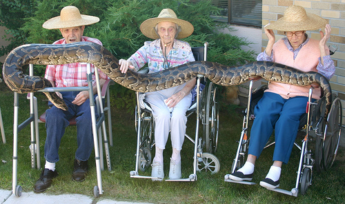 [Old+Ladies+python.jpg]