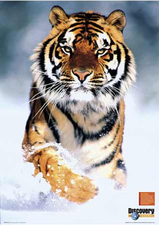 [tiger-discovery-channel-poster.jpg]