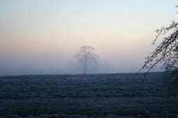 [fog_field.jpg]