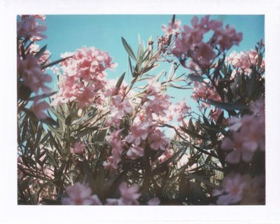 [pink+flowers.jpg]