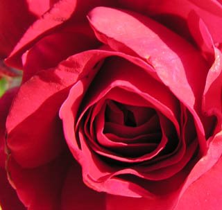 [Rose+coeur+rouge.jpg]