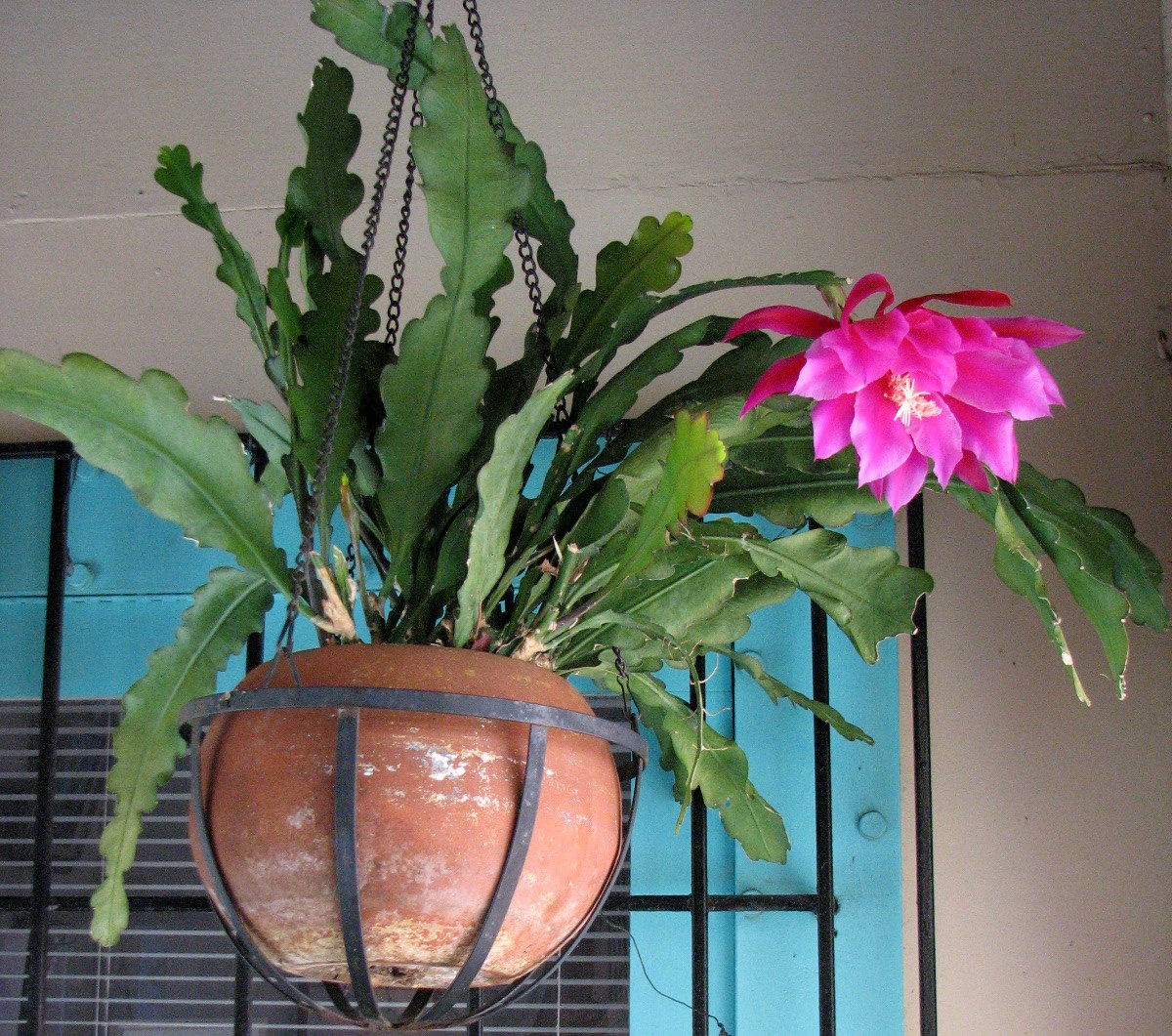 [cactus+flowering+plant.jpg]