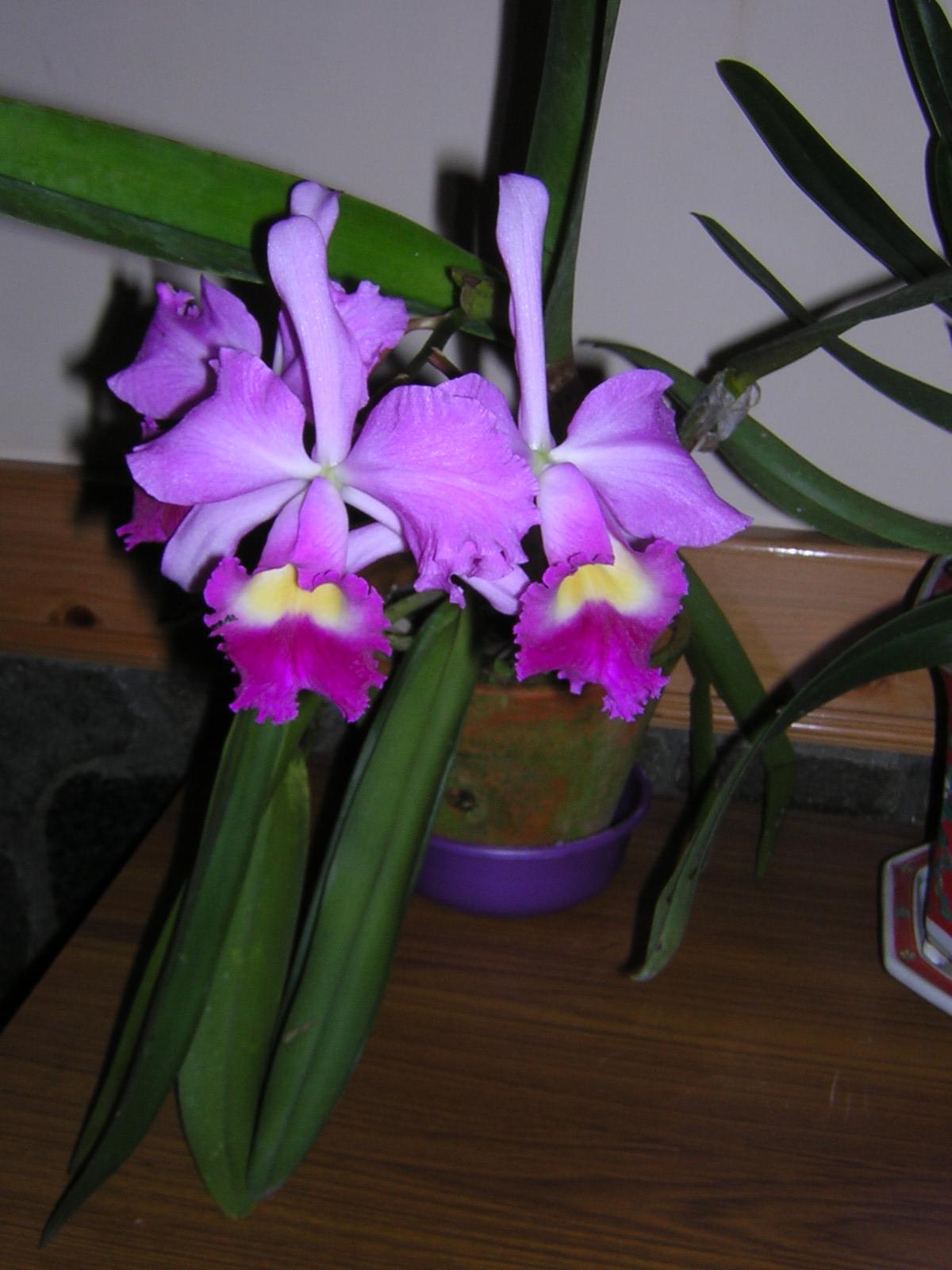[Orchids-01.jpg]