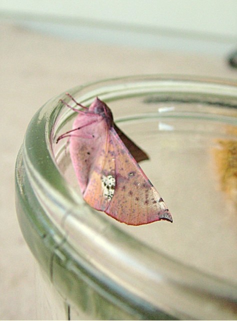 [UnID+moth.jpgA.jpg]