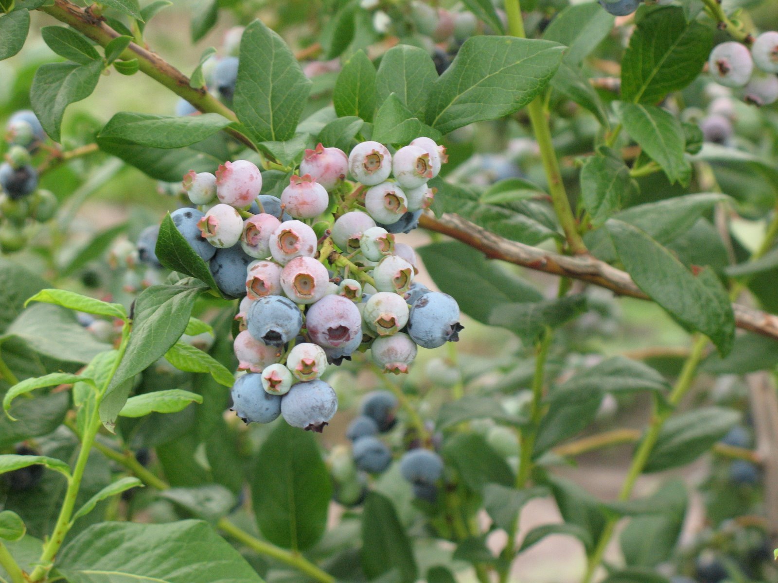 [2008+July+Blueberries+017.jpg]