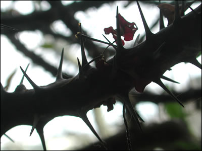 [thorns.jpg]
