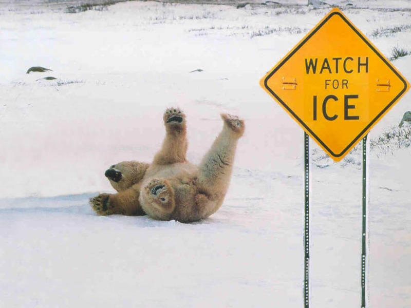 [Polar-Bear-slipping-on-ice.jpg]