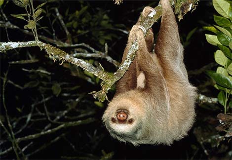 [two-toed-sloth.jpg]
