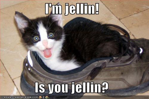 [funny-pictures-shoe-jellin-cat.jpg]