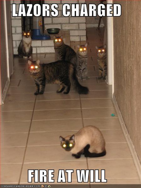 [funny-pictures-lasers-charged-cats.jpg]