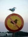 [no+birds.jpg]