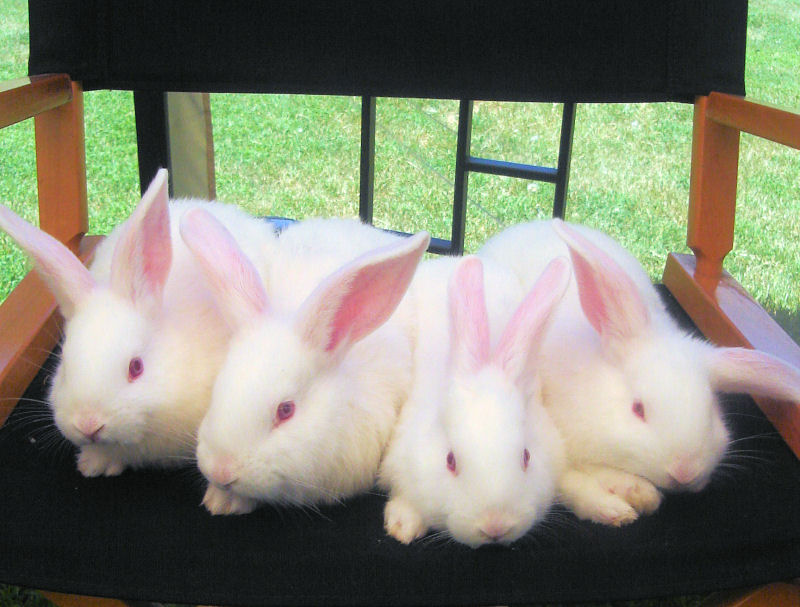 [baby_bunnies.jpg]