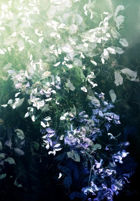 [cascade-of-flowers.jpg]
