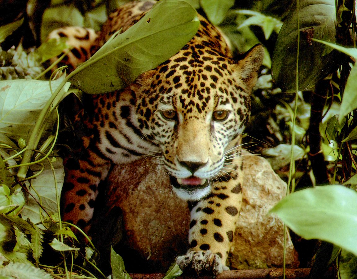[jaguar.jpg]