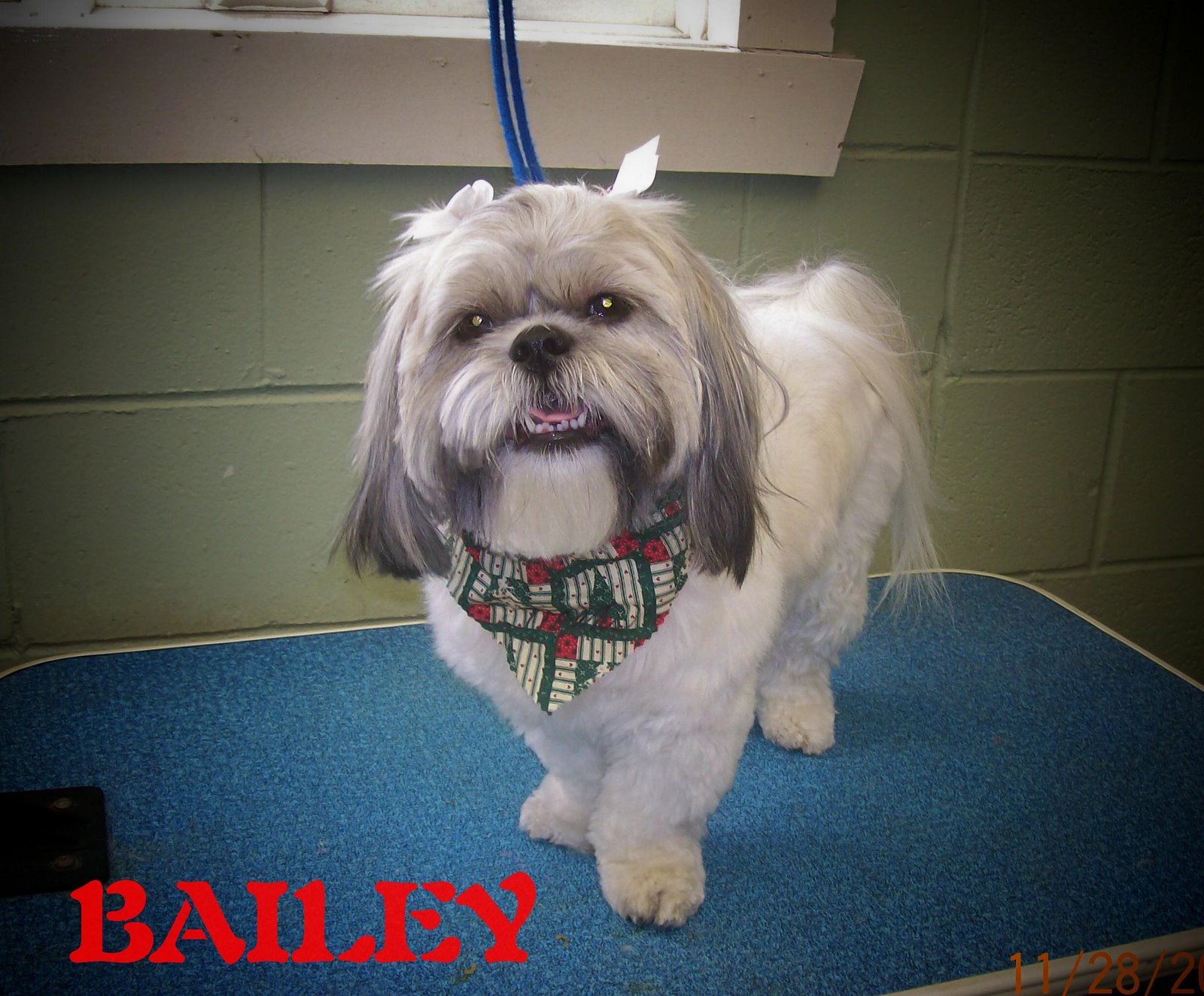 Bailey is a Shih Tzu. A very sweet girl, loves whatever I do. Her mom 