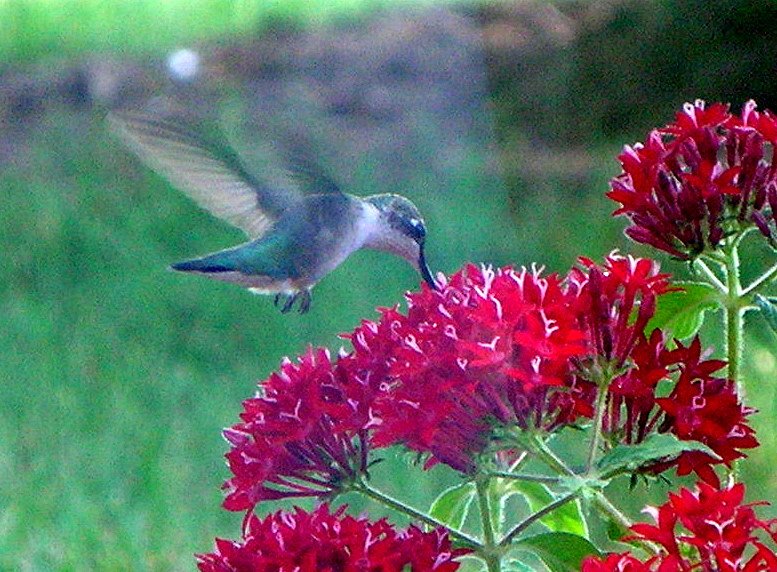 [07-03-08-hummingbird3.jpg]