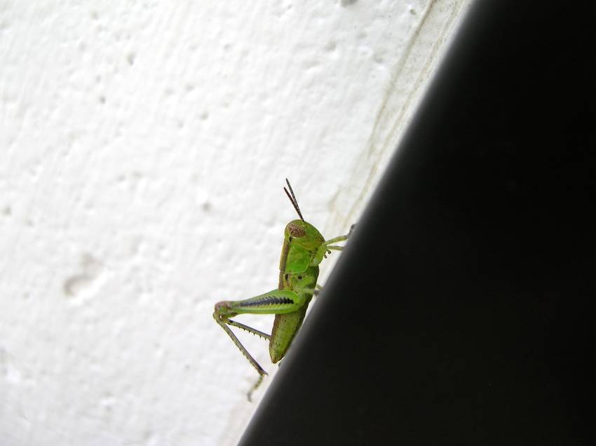 [07-10-08-grasshopper.jpg]
