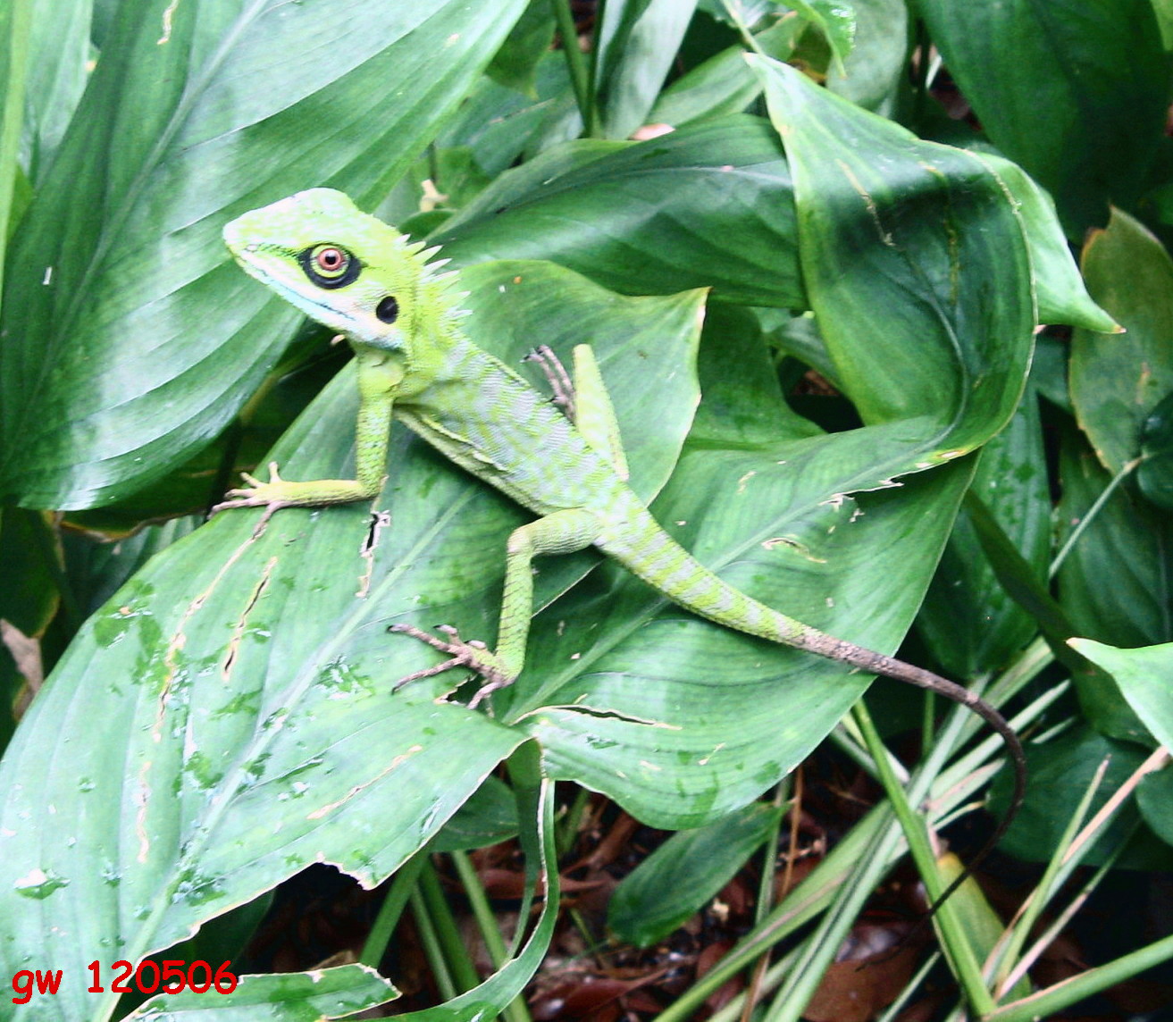 [lizard+camouflage+.jpg]
