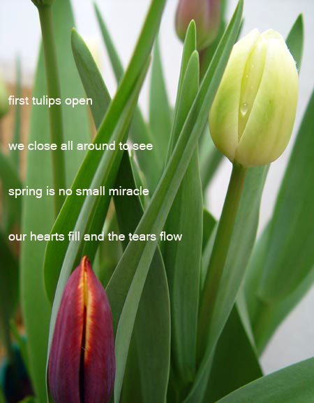 [tulips+copy.jpg]