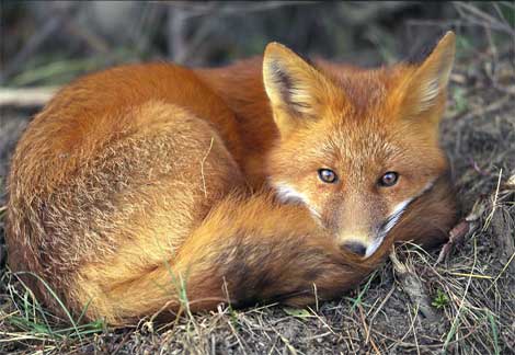 [red-fox-sleeping.jpg]