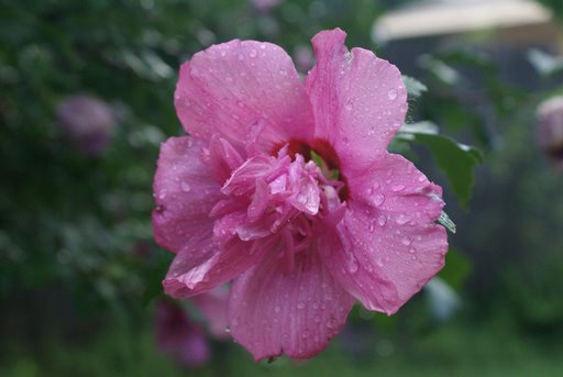 [Rain+Flower.jpg]