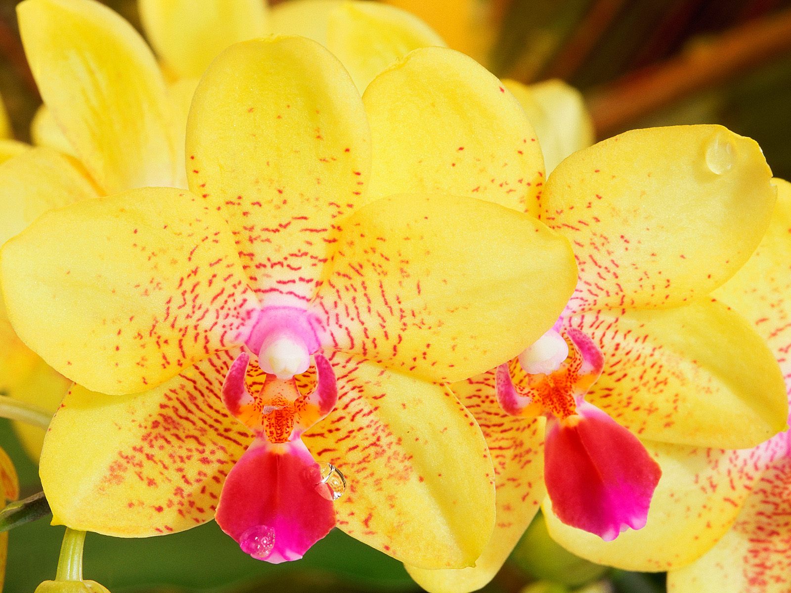 [Yellow+Orchids.jpg]
