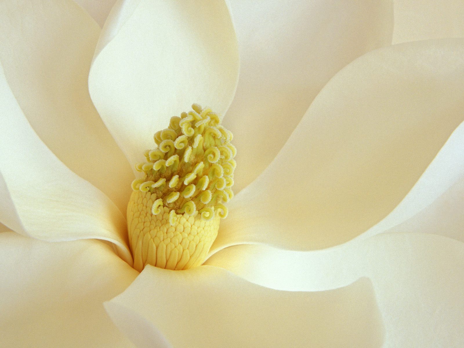 [Magnolia+Blossom.jpg]